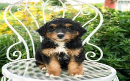 Mini Aussiedoodle dogs for sale: Midnight - Image 3