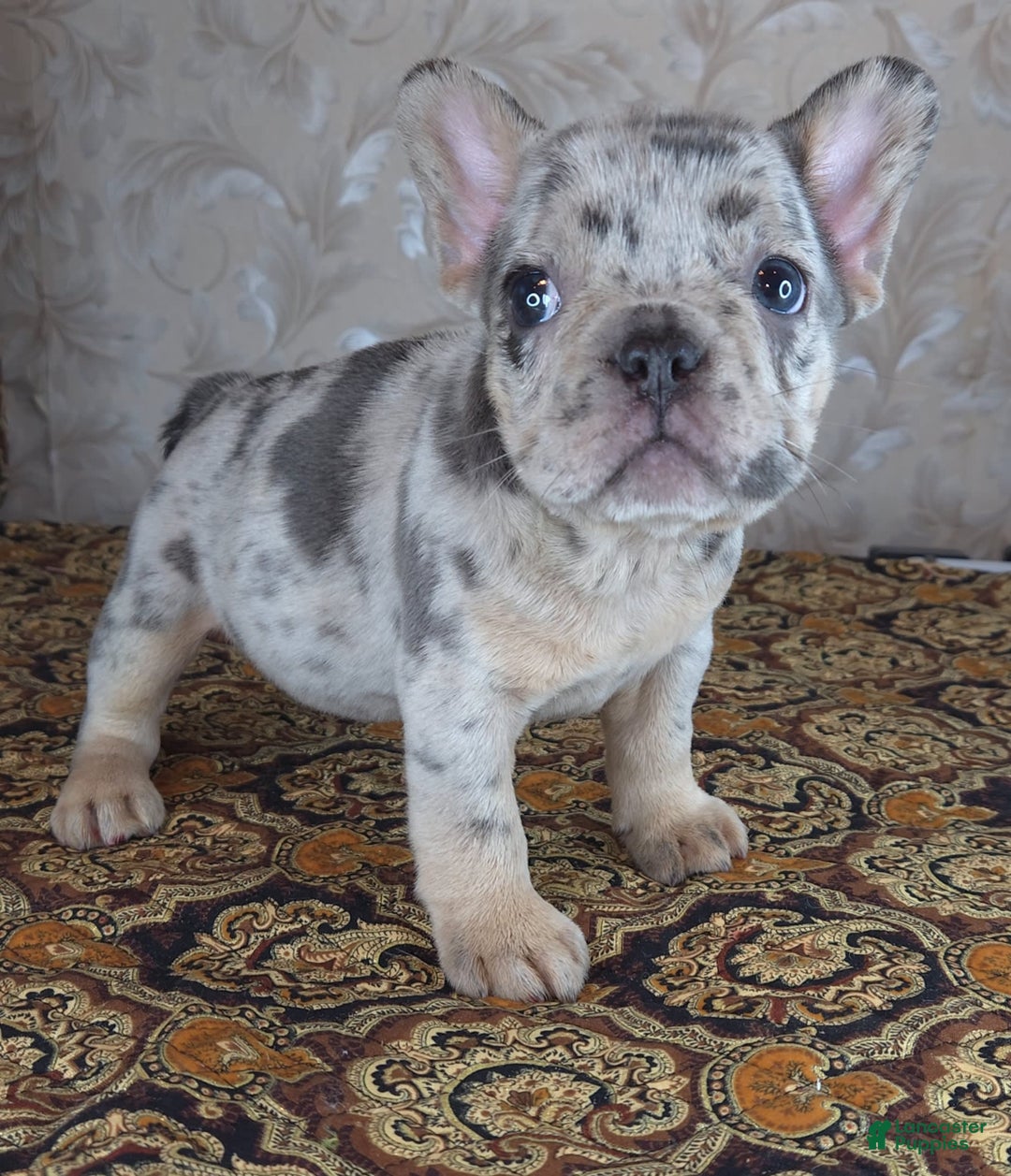 French Bulldog dogs for sale: Honoka - Image 9