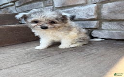 Pomapoo dogs for sale: Maverick - Image 17