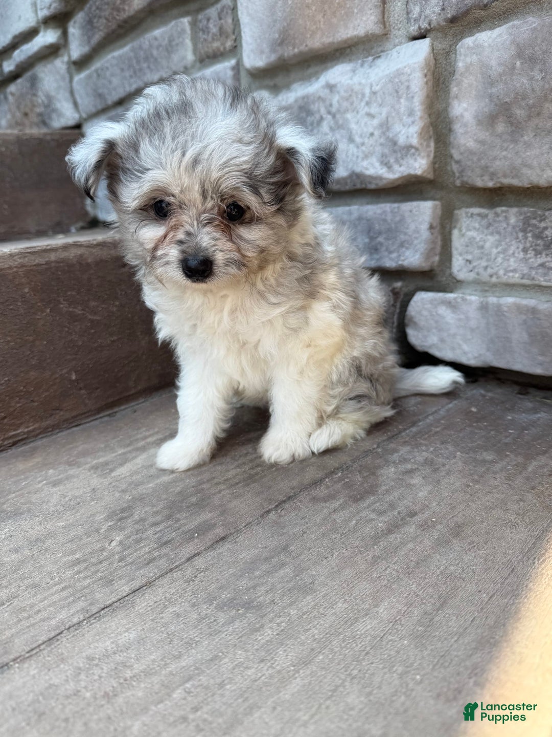 Pomapoo dogs for sale: Maverick - Image 17