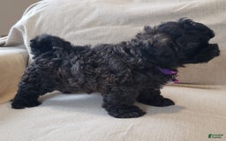 Shihpoo dogs for sale: Elsa - Image 5