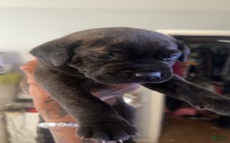 Cane Corso dogs for sale: Red - Image 3