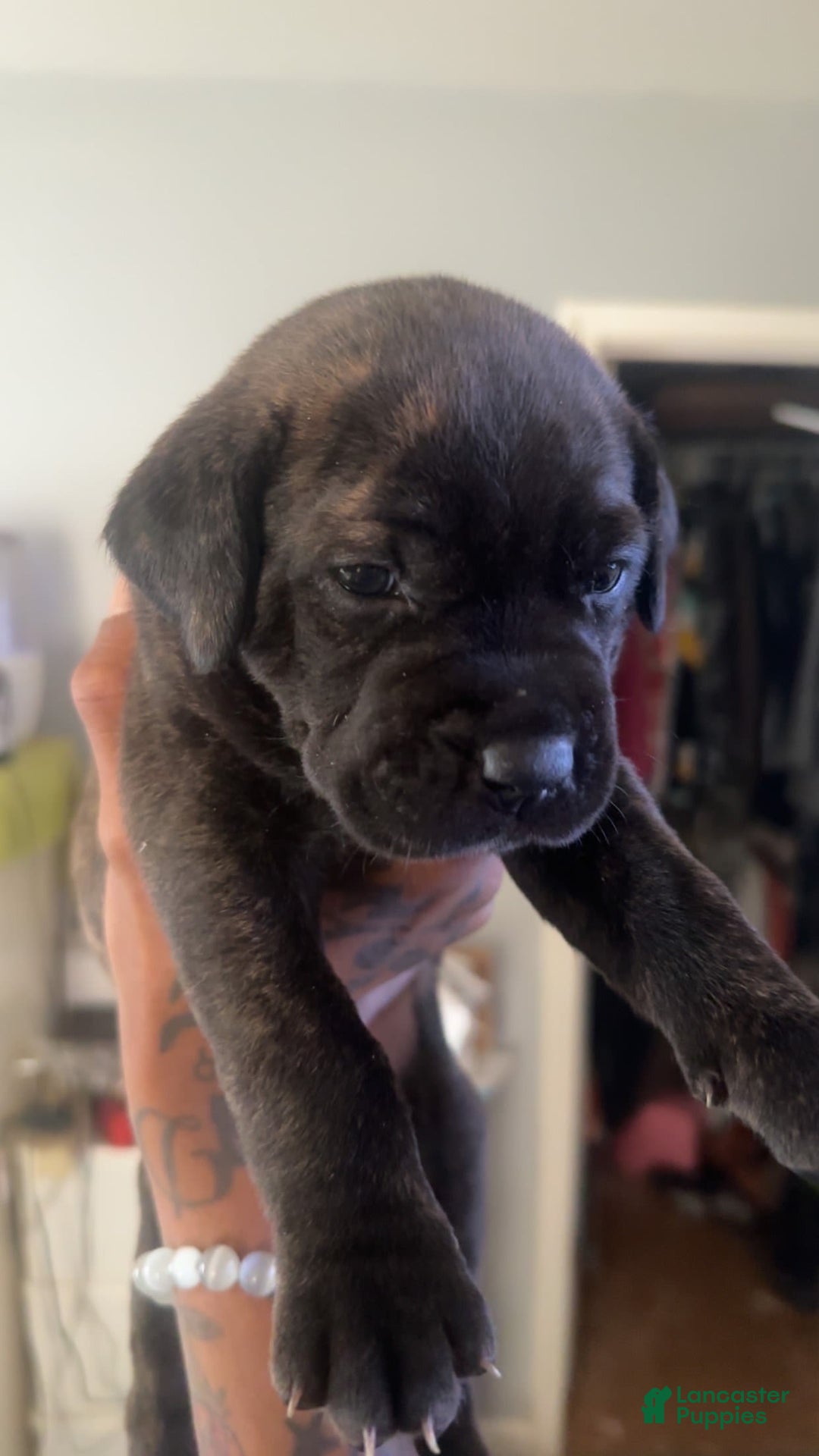 Cane Corso dogs for sale: Red - Image 3