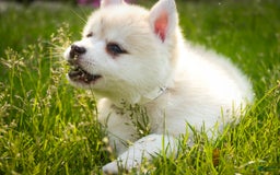 Pomsky dogs for sale: Blaze - Image 15