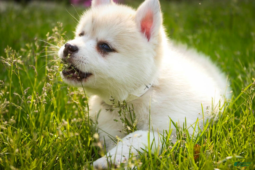 Pomsky dogs for sale: Blaze - Image 15