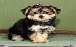 Yochon dogs for sale: Twila - Image 3