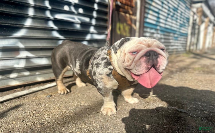 English Bulldog dogs - Advert 1