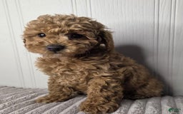 Toy Poodle dogs for sale: Kyle - Image 2