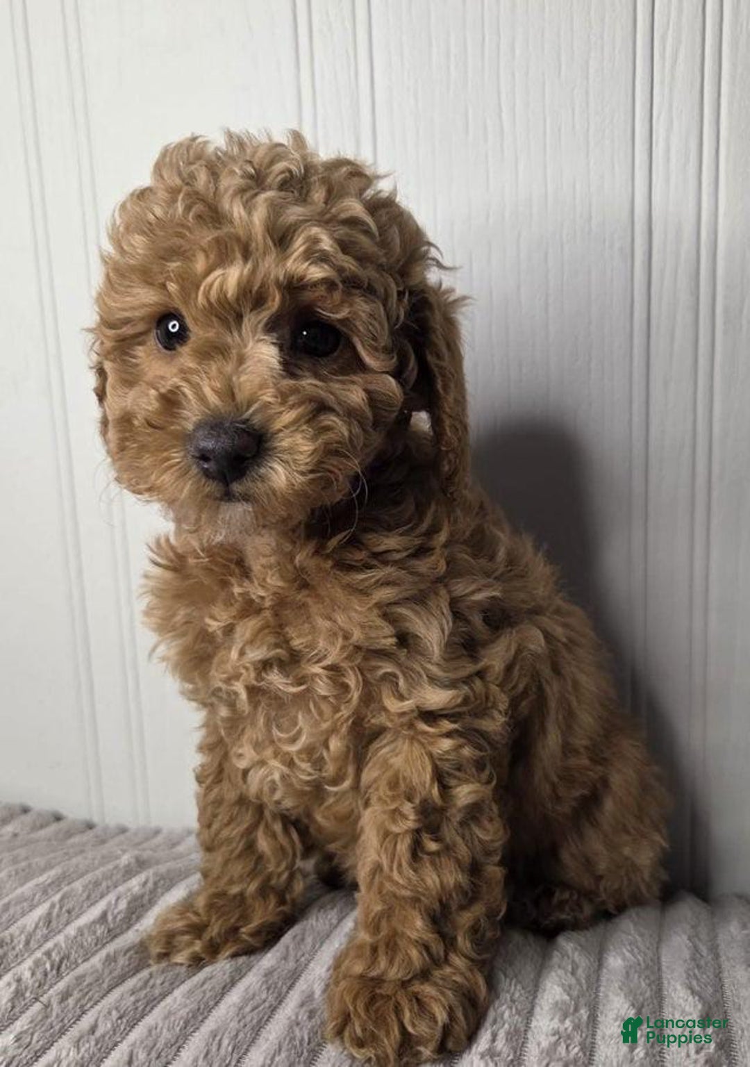 Toy Poodle dogs for sale: Kyle - Image 2