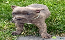 Cane Corso dogs for sale: Bella - Image 15
