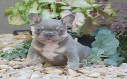 French Bulldog dogs for sale: Lennox - Image 1