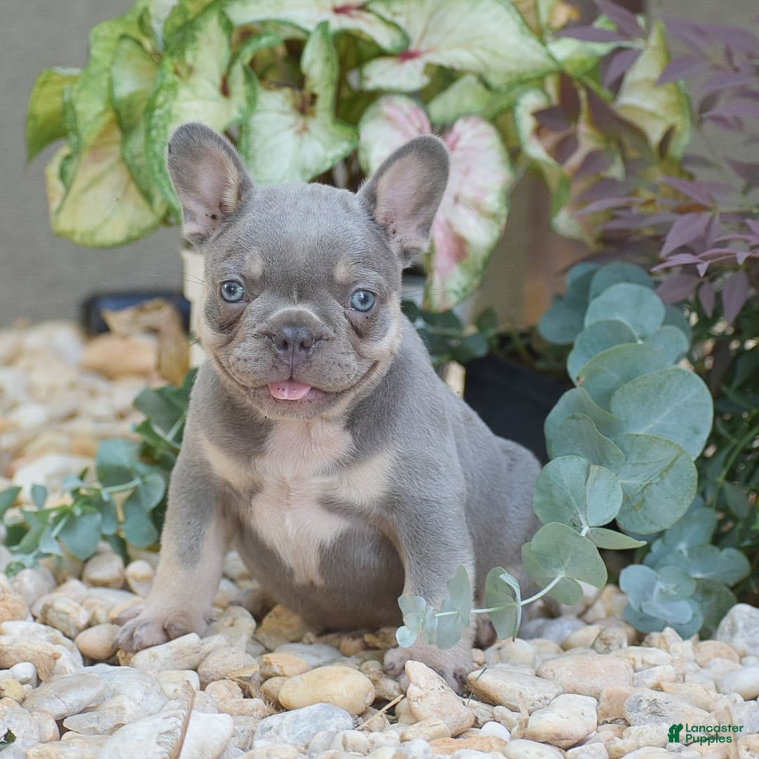 French Bulldog dogs for sale: Lennox - Image 1