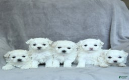Maltese dogs for sale: Kash - Image 9