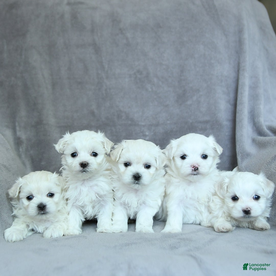 Maltese dogs for sale: Kash - Image 9
