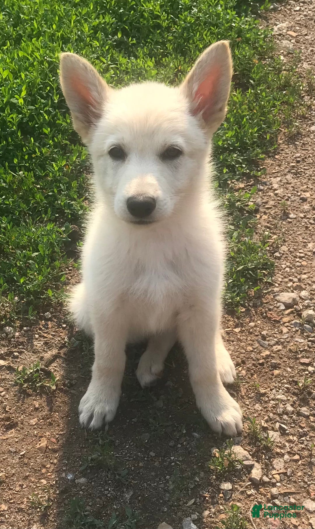 German Shepherd dogs for sale: Lobo - Image 1