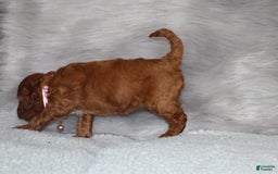 Mini Goldendoodle dogs for sale: Cori - Image 11