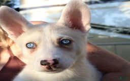 Gerberian Shepsky dogs for sale: Princess - Image 2