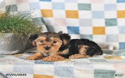 Yorkshire Terrier dogs for sale: Tessa - Image 5