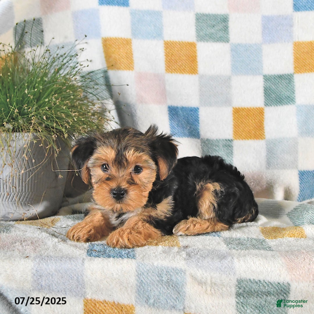 Yorkshire Terrier dogs for sale: Tessa - Image 5