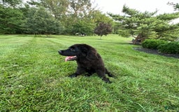 Newfoundland dogs for sale: Annie - Image 5