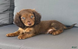 Miniature Dachshund dogs for sale: Rusty - Image 8