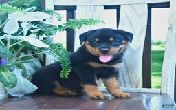 Rottweiler dogs for sale: Paxton - Image 5