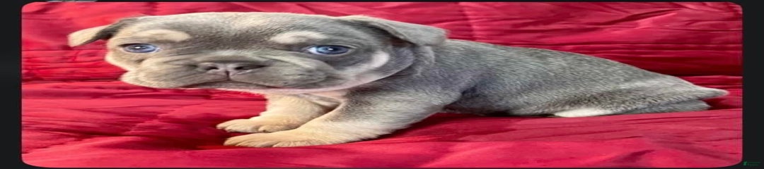 Milo