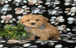 Maltipoo dogs for sale: Whelan - Image 4
