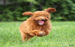 Goldendoodle dogs for sale: Ashley - Image 13