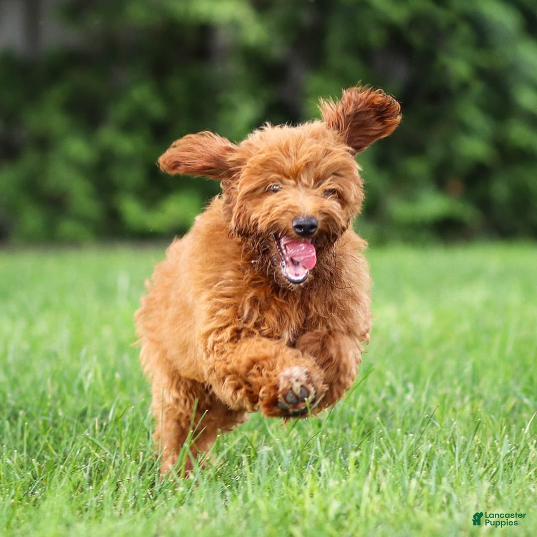 Goldendoodle dogs for sale: Ashley - Image 13