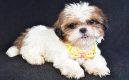 Shih Tzu dogs for sale: Thomas - Image 1