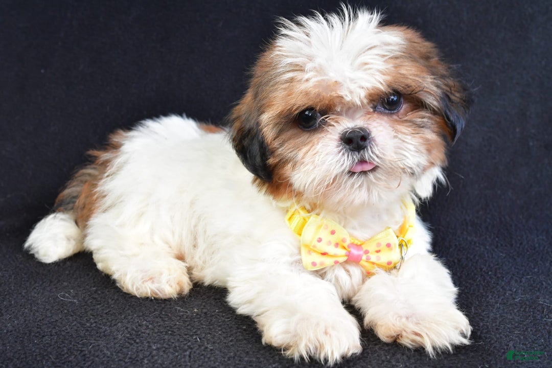 Shih Tzu dogs for sale: Thomas - Image 1