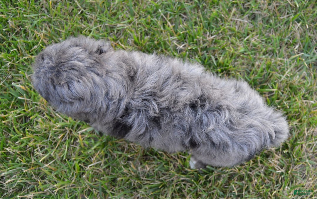 Mini Aussiedoodle dogs for sale: Mini Ava - Image 9