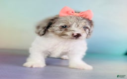 Toy Poodle dogs for sale: Precious Dna Clear - Image 4