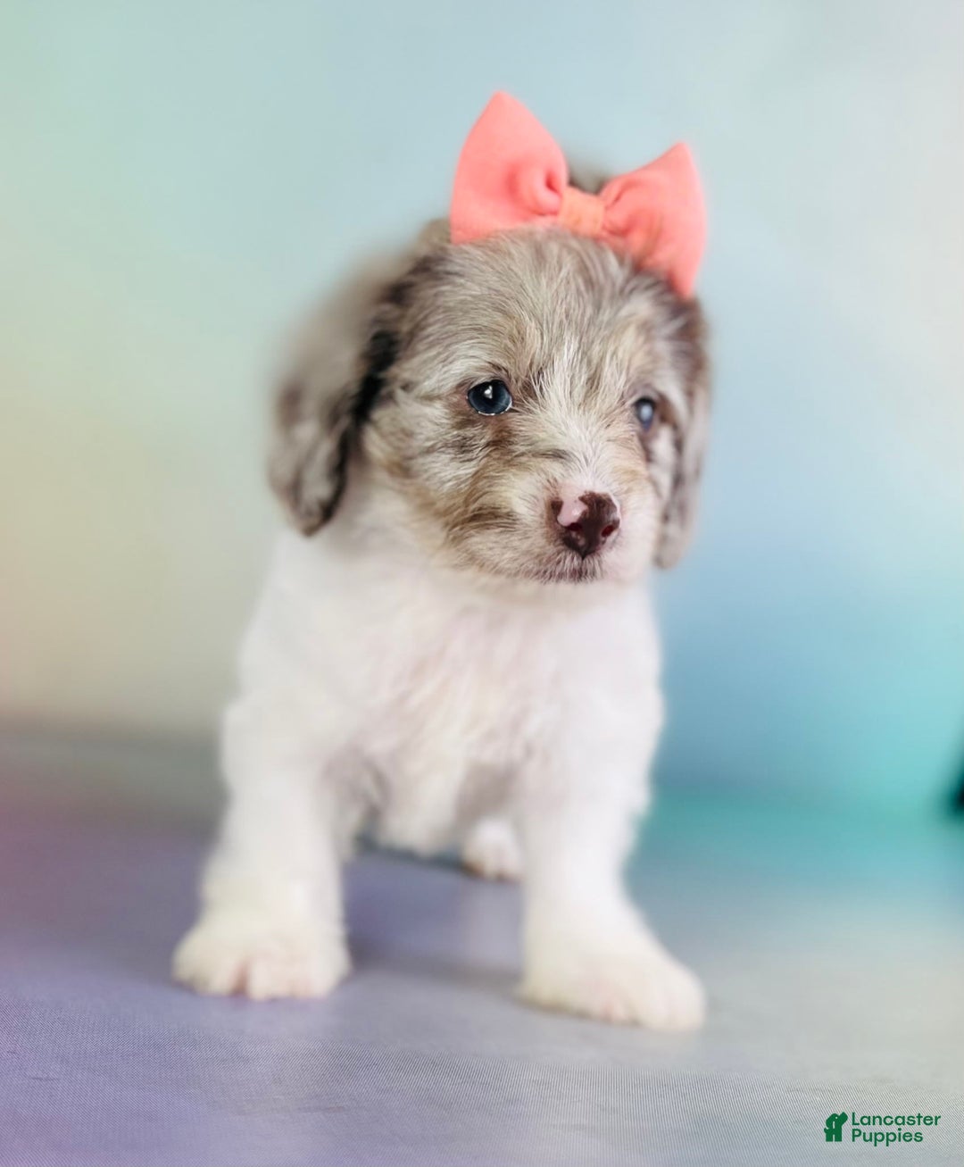 Toy Poodle dogs for sale: Precious Dna Clear - Image 4