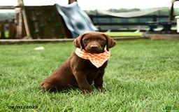 Labrador Retriever dogs for sale: Whisper - Image 6
