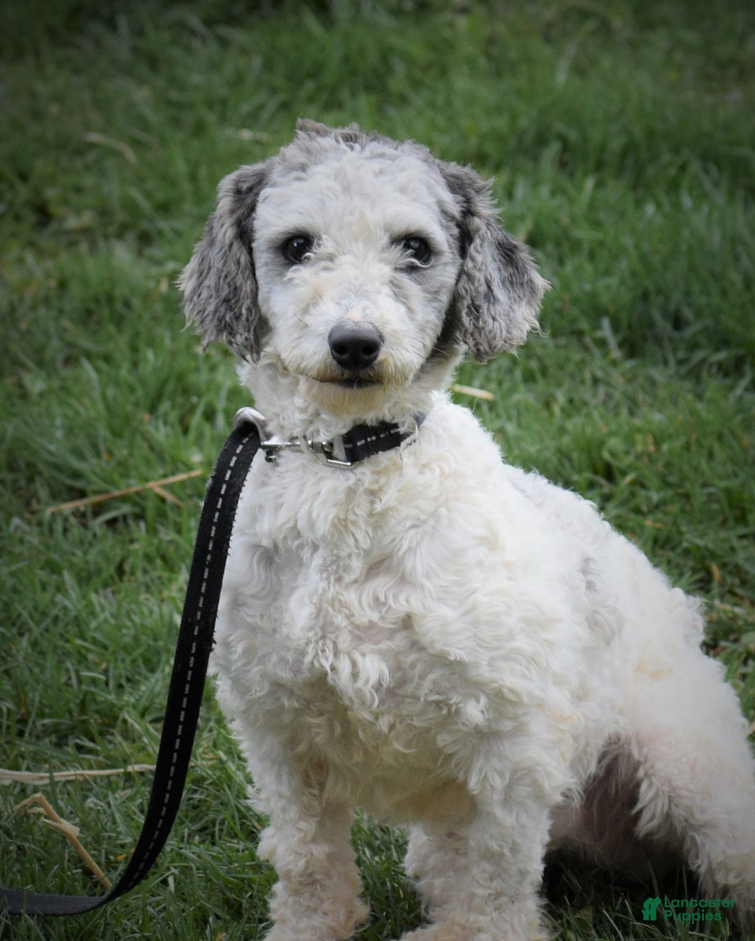 Mini Goldendoodle dogs for sale: Devonte - Image 7