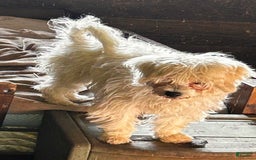 Cavapoo dogs for sale: Blue - Image 2
