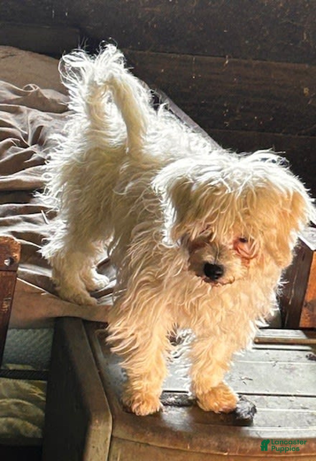 Cavapoo dogs for sale: Blue - Image 2