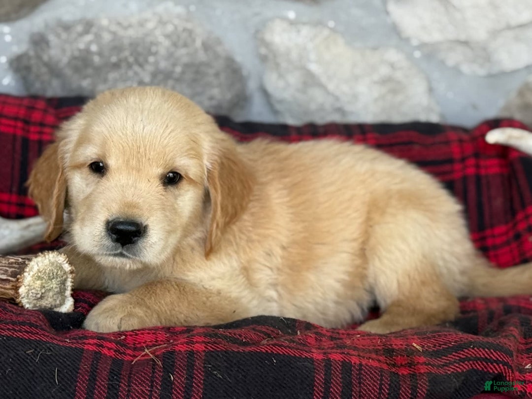Golden Retriever dogs for sale: Shane - Image 6