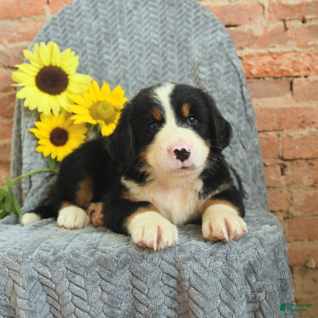 Greater Swiss Mountain Dog dogs for sale: Rex - Image 3