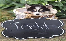 Pomsky dogs for sale: Todd - Image 6