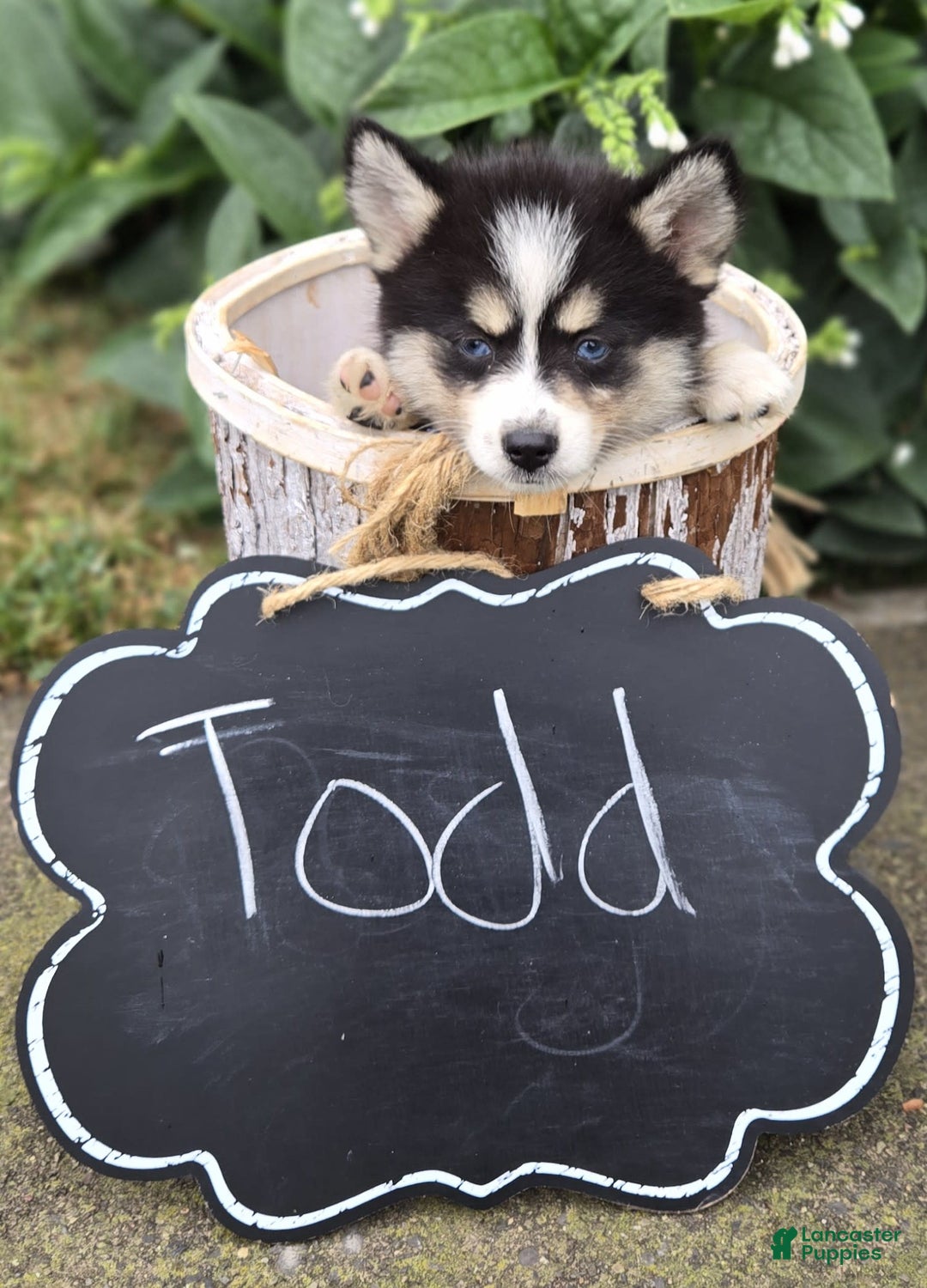 Pomsky dogs for sale: Todd - Image 6