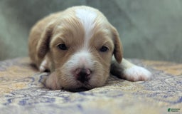 Cockapoo dogs for sale: Snotlout - Image 16