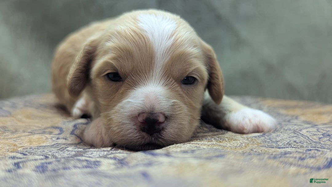 Cockapoo dogs for sale: Snotlout - Image 16
