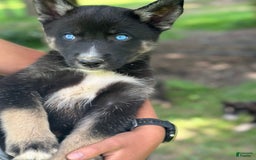 Gerberian Shepsky dogs for sale: Pixy - Image 5