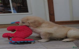 Golden Retriever dogs for sale: Erin - Image 5
