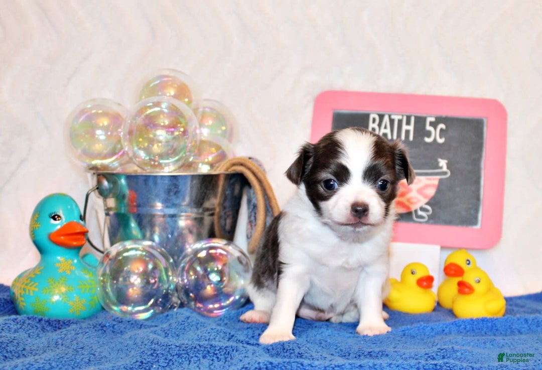 Chihuahua dogs for sale: Artie - Image 3