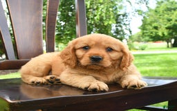 Miniature Golden Retriever dogs for sale: Slate - Image 2