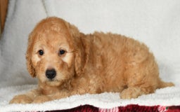 Mini Goldendoodle dogs for sale: Kodak - Image 7